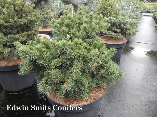 Picea abies 'Biggie'